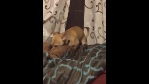 Donovan’s THICC aSS cHihuaHUa claPPen Tf out them pILLowS X3